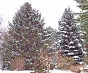 雪の中で常緑樹