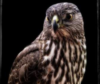 Falcon кадр диких