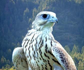 Falcon White Bird