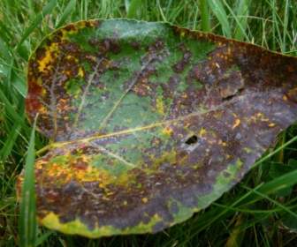 fall autumn leaf