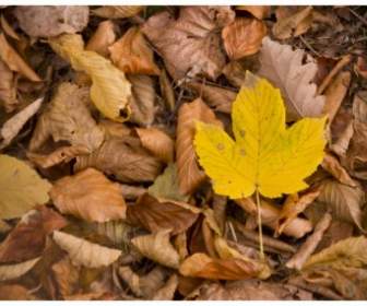 Automne Autumn Leaves