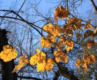 金色的秋天的樹葉