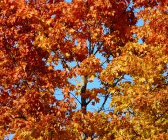 Herbstblätter Ahorn Baum