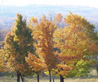 Herbst Bäume Berg Hinter