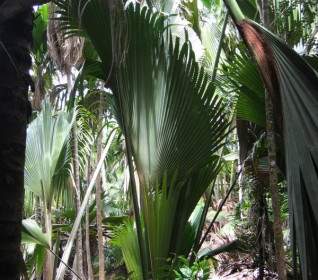 Fan Palm Journal Plant