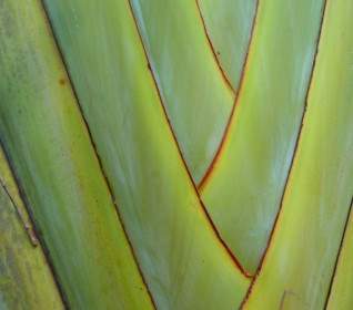 Planta De Palma (palmito)