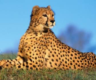 สัตว์ Cheetahs วอลล์เปเปอร์พรีเดเตอร์อย่างรวดเร็ว