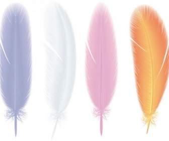 Feathers Vector