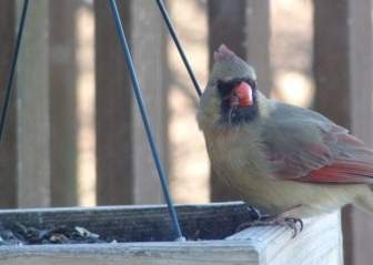 Weibliche Kardinal Natur Vogelhäuschen