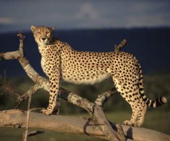 Frau Gepard Auf Der Lookout-Tapete Große Katzen Tiere