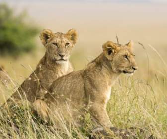 Weibliche Lion Cubs-Bilder-Tiere-Tierbabys