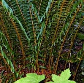 fern leaves forest