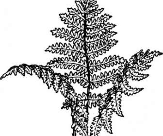 Fern Plante Clipart