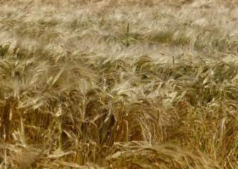 Field Cereals Grain