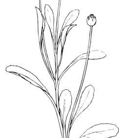 Field Daisy Plant Flower Clip Art