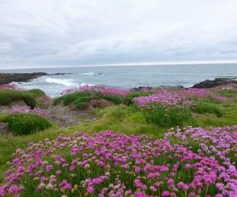 Field Of Pink Flowers Ocean Yachats Oregon