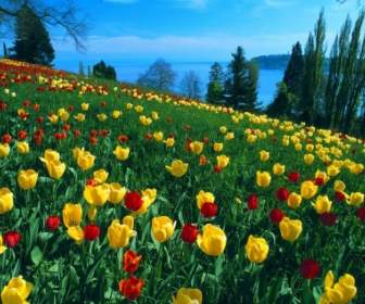 Campo Del Mundo De Alemania De Fondo De Pantalla De Tulipanes