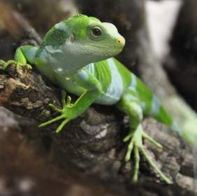fiji iguana iguana lizard