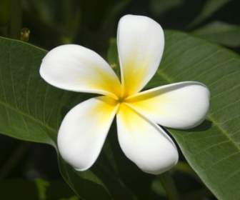 Natureza De Flores De Papel De Parede De Frangipani Fijiano