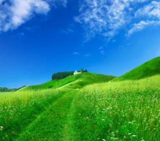 Feine Gras-blauer Himmel-hd-Bild
