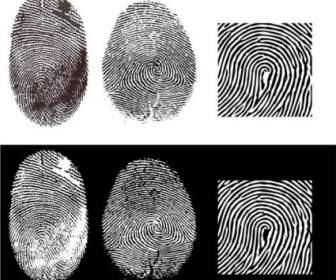 Fingerprint Vector