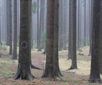 РПИ лесных деревьев стволы елей