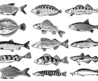 魚のモノクロ パターン ベクトル