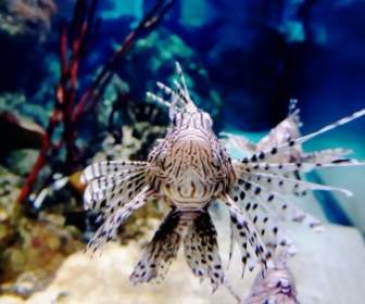 Fish Underwater Exotic