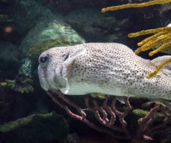 fish water aquarium