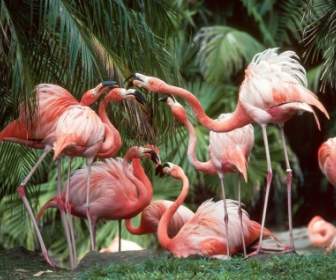 Flamingo Divertimento Sfondi Uccelli Animali