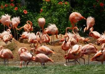 Flamingos Birds Pink