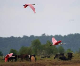 Flamingos Voar