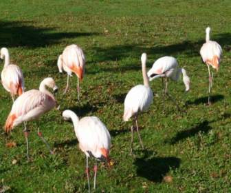 Flamingi Biało Różowy
