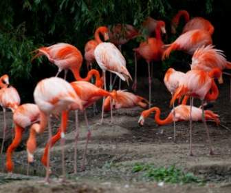 Bando De Flamingos