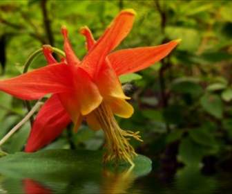 Flooded Sitka Columbine Wild Flower