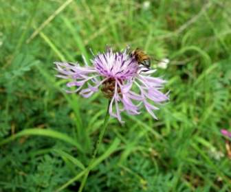 flower bloom blossom