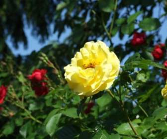 flower bloom yellow
