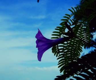 블루 꽃 식물