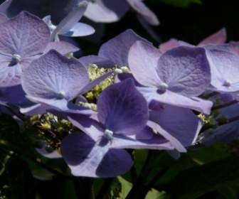 Hortensia Flor Azul