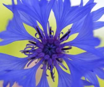 Natura Viola Fiore Blu