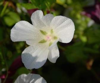 Flower Bouquet White