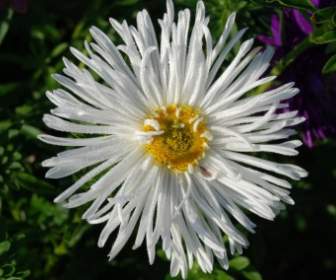 Bouquet Bunga Putih Daun Alam