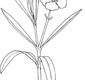 Flower Bush Clip Art