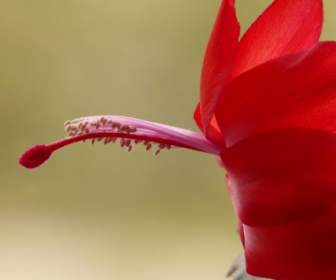 Красный цветок кактуса