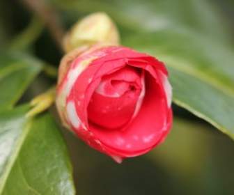 Flower Camellia Spring