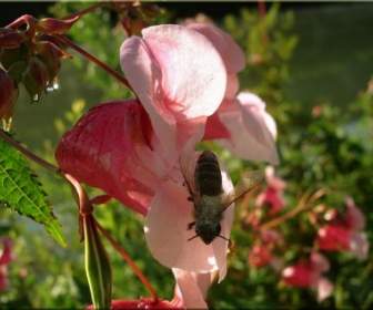 flower close bee
