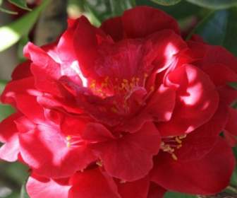 Closeup Bunga Merah