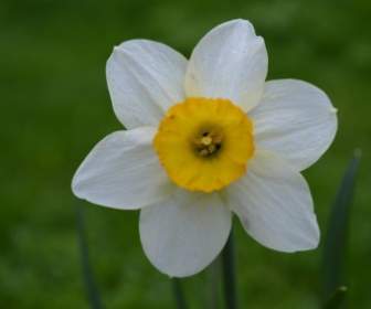 ดอกไม้ Dafodill สปริงฟลาวเวอร์