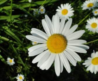 白い花の花