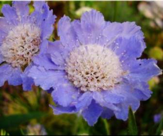 Blumengarten Blau Sommer
